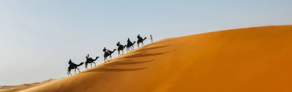 Morocco camels